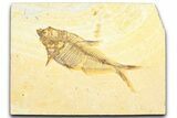 Detailed Fossil Fish (Diplomystus) - Wyoming #360729-1